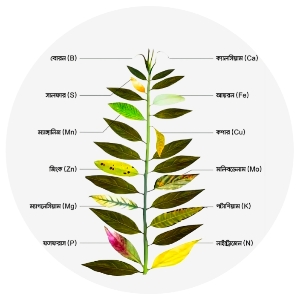 Micronutrients & PGR | ফলন বর্ধক